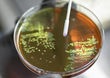 High superbug load in Delhi environment posing public health risks: Study
