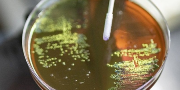 High superbug load in Delhi environment posing public health risks: Study
