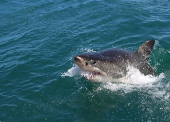 12-year-old boy bitten by shark at Sydney Harbor beach