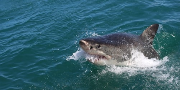 12-year-old boy bitten by shark at Sydney Harbor beach