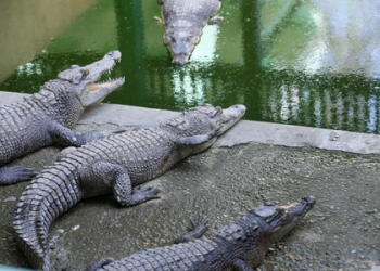 Man attacked by crocodile in Australia