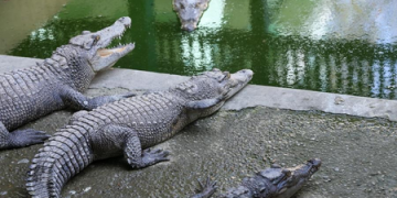 Man attacked by crocodile in Australia