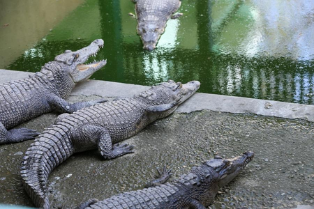 Man attacked by crocodile in Australia