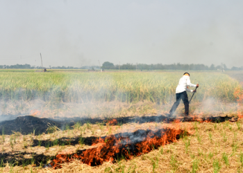 90 pc drop in stubble burning in Punjab, Haryana: Centre
