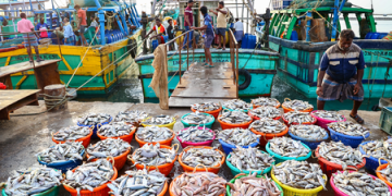 Union Budget 2026: Strengthening fisheries, animal husbandry take centre stage in farm sector growth