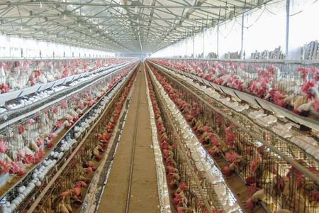 TN’s Namakkal poultry farms step up biosecurity after bird flu alert