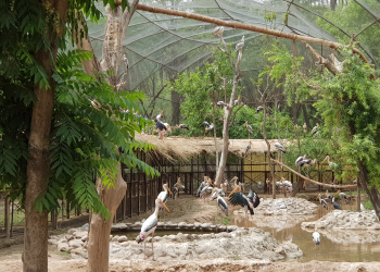 80,508 Visitors in 2 Months as Bhagwant Singh Mann Govt’s Wildlife Conservation Drive Gains Momentum: Lal Chand Kataruchak