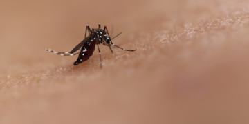 Dengue cases rise in Sri Lanka amid monsoon risk: health officials
