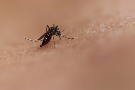 Dengue cases rise in Sri Lanka amid monsoon risk: health officials
