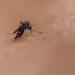 Dengue cases rise in Sri Lanka amid monsoon risk: health officials