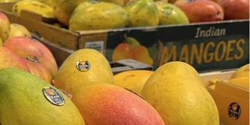 Indian mangoes arrive in Seattle stores