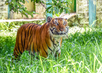 Tiger kills woman; CM extends financial aid to family, free medical to injured