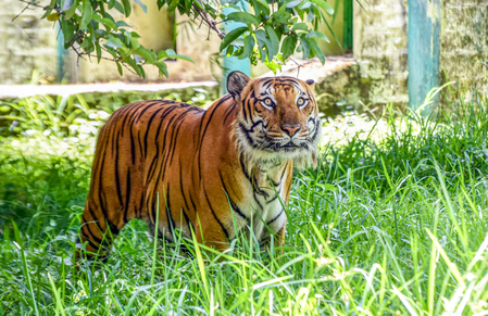Tiger kills woman; CM extends financial aid to family, free medical to injured