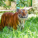 Tiger kills woman; CM extends financial aid to family, free medical to injured