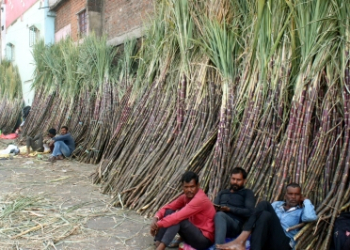 Centre hikes fair price of sugarcane to Rs 365 a quintal to boost farmers’ incomes