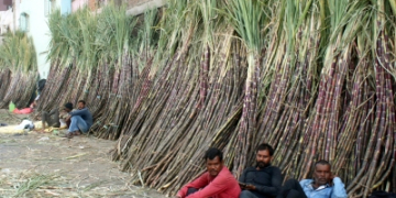 Centre hikes fair price of sugarcane to Rs 365 a quintal to boost farmers’ incomes