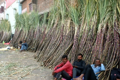 Centre hikes fair price of sugarcane to Rs 365 a quintal to boost farmers’ incomes