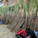 Centre hikes fair price of sugarcane to Rs 365 a quintal to boost farmers’ incomes