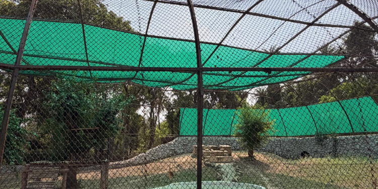 Chhatbir Zoo ensures comprehensive arrangements for providing respite to animals from scorching summer heat: Lal Chand Kataruchak