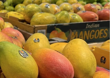 Indian mangoes spark summer rush across US