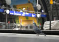 H5N1 bird flu strain
