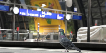 H5N1 bird flu strain