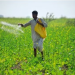 ICAR signs MoU with Agriculture Department of Seychelles to strengthen agri-research cooperation