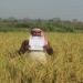 soil health cards