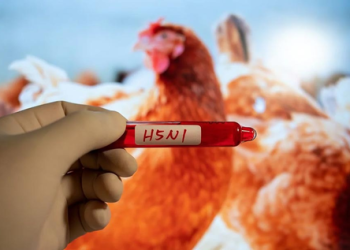Seven new suspected H5N1 bird flu cases reported in Australia