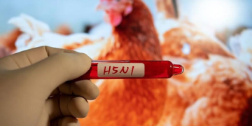 Seven new suspected H5N1 bird flu cases reported in Australia