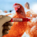 Seven new suspected H5N1 bird flu cases reported in Australia