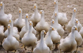 H5N1
