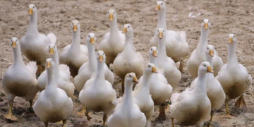 H5N1