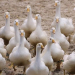 H5N1