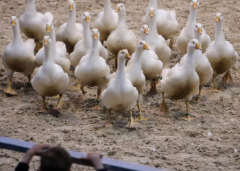 Australia’s Tasmania reports 1st H5N1 bird flu case