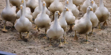 Australia’s Tasmania reports 1st H5N1 bird flu case