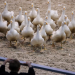 Australia’s Tasmania reports 1st H5N1 bird flu case