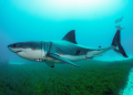 shark attack in Australia