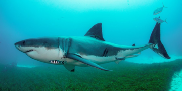 shark attack in Australia