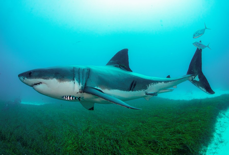 shark attack in Australia