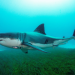 shark attack in Australia