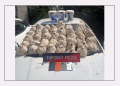 47.3 kg heroin seized in Punjab, four held