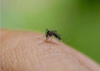 New dengue cases in Bengal cross 500 mark in last seven days