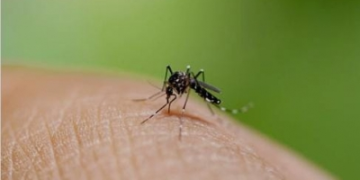 New dengue cases in Bengal cross 500 mark in last seven days