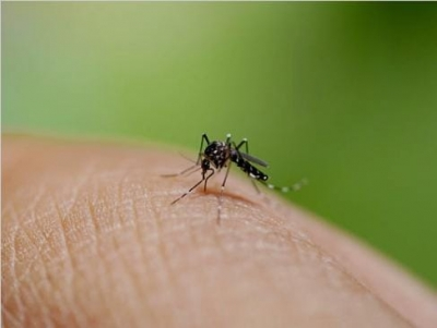 New dengue cases in Bengal cross 500 mark in last seven days