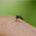 New dengue cases in Bengal cross 500 mark in last seven days