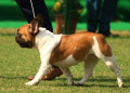 Bengal to soon have 375 fair price medicine shops for pet animals, birds