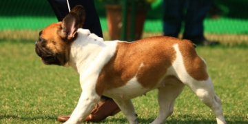 Bengal to soon have 375 fair price medicine shops for pet animals, birds