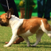 Bengal to soon have 375 fair price medicine shops for pet animals, birds